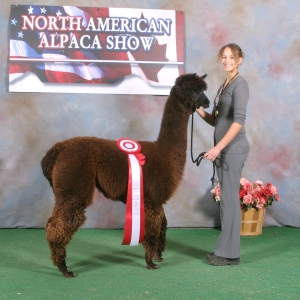 Alpaca at a show winning second place